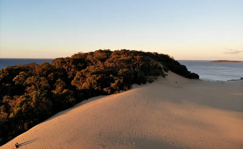 Learning From the Wallum: Native, Indigenous and Endemic Plants in Landscape Design